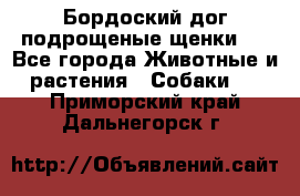 Бордоский дог подрощеные щенки.  - Все города Животные и растения » Собаки   . Приморский край,Дальнегорск г.